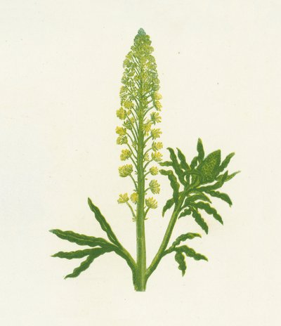 Vild Mignonette, Reseda Lutea af English School